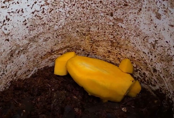 Coloque uma pequena porção de casca de fruta doce (banana, mamão, pedaço de melancia) no canto. Não jogue tudo de uma vez. Não coloque alimentos cozidos, carnes, laticínios, gordura, limão ou alimentos muito ácidos.