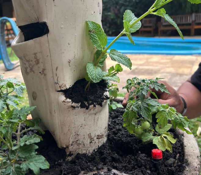 Sugestão de distribuição:
• Topo: cebolinha (efeito “cabelo” da horta)
• Faixas superiores: alface crespa e lisa, alternadas em espiral
• Meio: rúcula e espinafre
• Faixas inferiores: salsinha, hortelã e manjericão
• Base (no vaso): pés de tomate