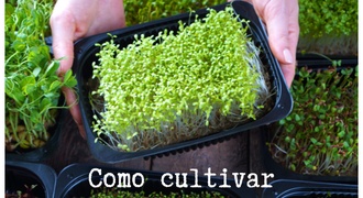 Como cultivar Microverdes?